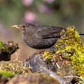 Amsel (Turdus merula) Weibchen
