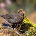 Amsel (Turdus merula) Weibchen