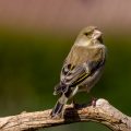Grünfink (Carduelis chloris)