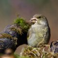 Grünfink (Carduelis chloris)