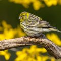 Girlitz (Serinus serinus)