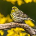 Girlitz (Serinus serinus)