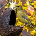 Grünfink (Carduelis chloris)