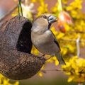 Kernbeißer (Coccothraustes coccothraustes)