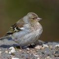 Buchfink (Fringilla coelebs) Weibchen