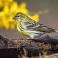 Girlitz (Serinus serinus)