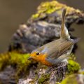 Rotkehlchen (Erithacus rubecula)