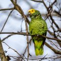 Gelbkopfamazone (Amazona oratrix)