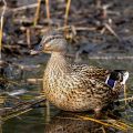 Stockente (Anas platyrhynchos) Weibchen