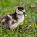 Nilgans (Alopochen aegyptiacus) Jungvogel, Küken