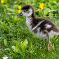 Nilgans (Alopochen aegyptiacus) Jungvogel, Küken