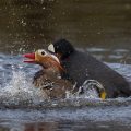 Bläßhuhn attakiert Mandarinente