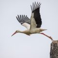 Weißstorch (Ciconia ciconia)