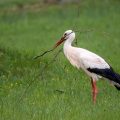 Weißstorch (Ciconia ciconia)