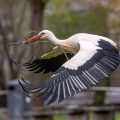 Weißstorch (Ciconia ciconia)