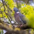 Ringeltaube (Columba palumbus)