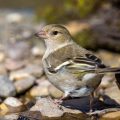 Buchfink (Fringilla coelebs) Weibchen