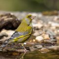 Grünfink (Carduelis chloris)