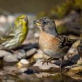 Bergfink (Fringilla montifringilla) und Girlitz