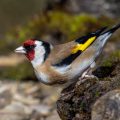 Stieglitz (Carduelis carduelis)