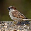 Haussperling (Passer domesticus) Männchen