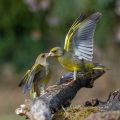 Streitende Grünfinken (Carduelis chloris)