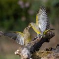 Streitende Grünfinken (Carduelis chloris)