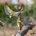 Streitende Grünfinken (Carduelis chloris)