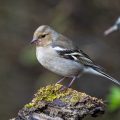 Buchfink (Fringilla coelebs) Weibchen