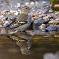 Buchfink (Fringilla coelebs) Weibchen
