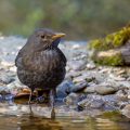 Amsel (Turdus merula) Weibchen