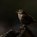 Zaunkönig (Troglodytes troglodytes) singend