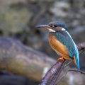 Eisvogel (Alcedo atthis) Weibchen