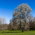 Birnbaum in den Streuobstwiesen bei Dettingen/Teck