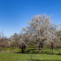 Kirschbaum in den Streuobstwiesen bei Dettingen/Teck