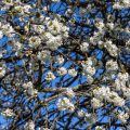 Kirschblüten