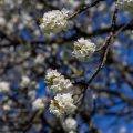 Kirschblüten