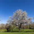 Kirschbaum in den Streuobstwiesen bei Dettingen/Teck