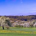 Blühende Streuobstwiesen
