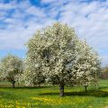 Blühender Birnbaum