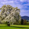 Blühender Birnbaum