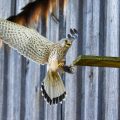 Turmfalke (Falco tinnunculus) Männchen landet am Nistkasten