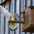 Turmfalke (Falco tinnunculus) Männchen landet am Nistkasten