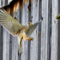 Turmfalke (Falco tinnunculus) Männchen landet am Nistkasten