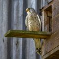 Turmfalke (Falco tinnunculus) Männchen landet am Nistkasten