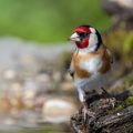 Stieglitz (Carduelis carduelis)