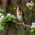 Stieglitz (Carduelis carduelis)