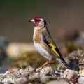 Stieglitz (Carduelis carduelis)
