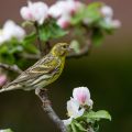 Girlitz (Serinus serinus)