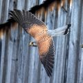 Turmfalke (Falco tinnunculus) Männchen
